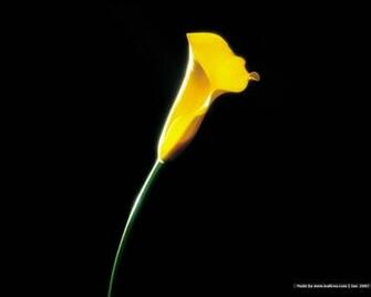 Calla Lily In Dark Is A Great Wallpaper For Your Computer Desktop