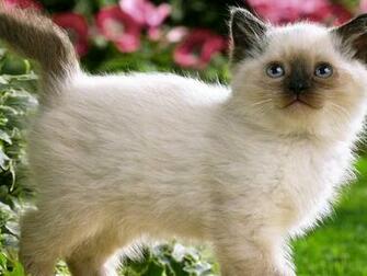 Calico Kitten Wallpaper HD Background Desktop