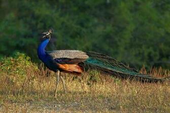 Beautiful Peacock Image Photos Wallpaper