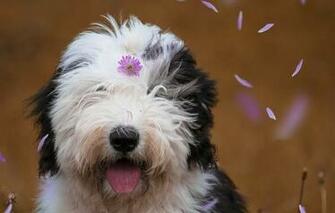 The Old English Sheepdog Dog Face Flower Petals Wallpaper