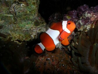 Clown Fish Background Image