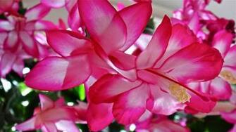 Christmas Cactus HD Wallpaper Downlaod