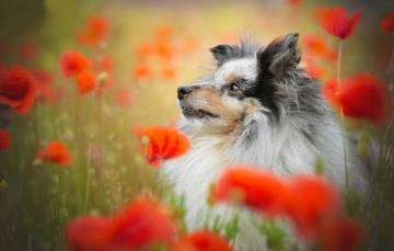 Wallpaper Face Flowers Maki Portrait Dog Sheltie Shetland