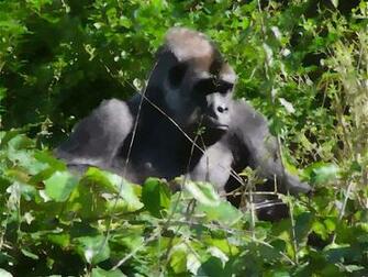 Gorilla Photos Desktop Background Wallpaper