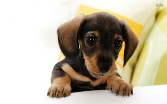 Puppies HD Dachshund Puppy Wallpaper Vol Lovely