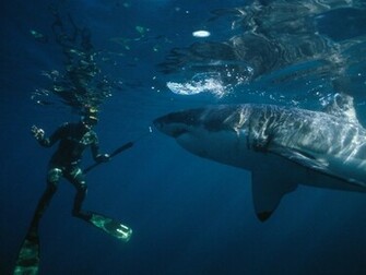 Great White Shark And Diver