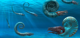 Ammonites Paper Party Kids Crafts Jan Wallpaper