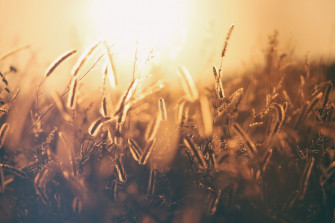 Harvest Pictures HD Image