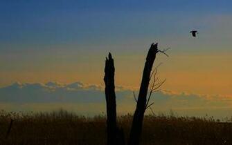 Tree Silhouette Wallpaper Stock Photos