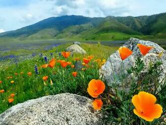 Field Of Wild Poppies Wallpaper