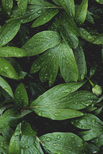 Lush Greenery With Raindrops Stock Photo Containing Green And Wallpaper