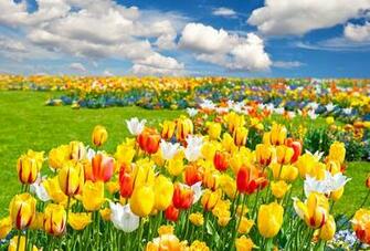 Tulips Field Nature Flowers Landscape Wallpaper