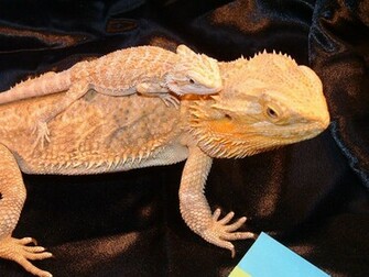 Bearded Dragon Wallpaper