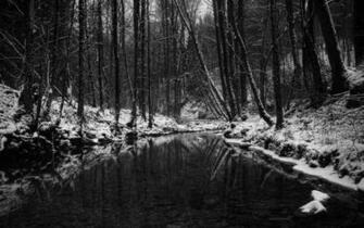 Winter In Black And White Desktop Pc Mac Wallpaper