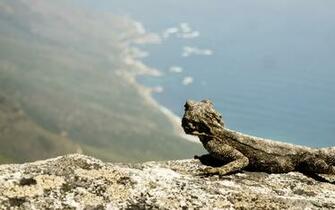 Lizard Bearded Dragon Wallpaper