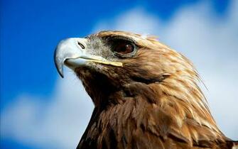 Golden Eagle HD Wallpaper Wallpaperin4k Net