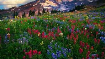 Mt Rainier Computer Wallpaper Desktop Background Id