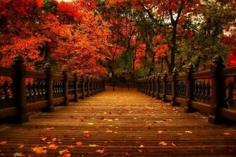 November Colorful Golden Shine Tree Glow Branches Autumn Colors