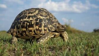 Tortoise Wallpaper