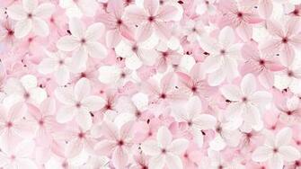 Blossoming Pink Sakura Flowers Background Vectors