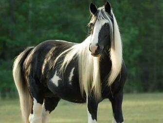 Black And White Horse Wallpaper