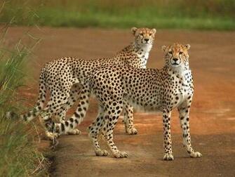Cat Wallpaper Big Cats