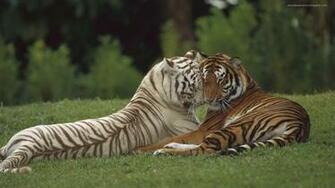 Animals Mix National Geographic Alafoto Wallpaper