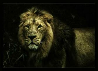Resmin Ad Erkek Aslan