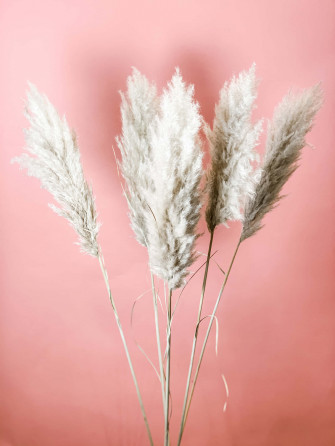 Shadow Of Pampas Grass Background Wallpaper
