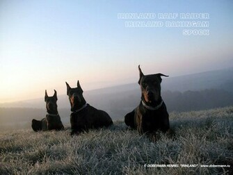 Doberman Wallpaper