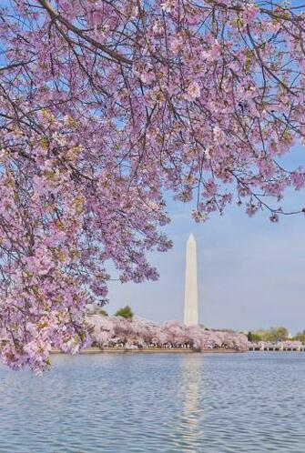 Usa Washington Dc Cherry Tree In Blossom With Jefferson Memorial