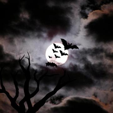 Bat Wallpaper On