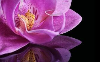Orchids Wallpaper HD