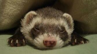 Ferret Wallpaper HD Net