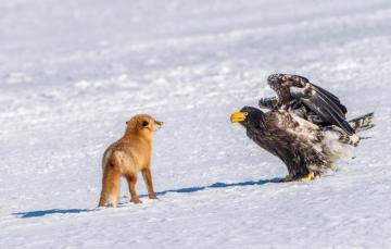 Wallpaper Winter Snow Bird Meeting Predator Fox Red