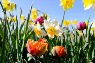 In Bloom Traveler Photo Contest National Geographic