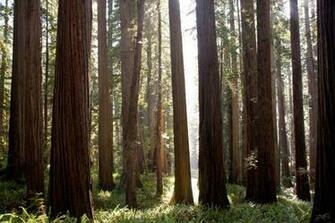Redwood Forest