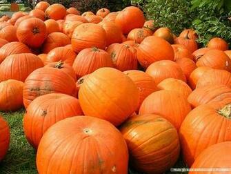 Wallpaper Halloween Scene Harvest Of Pumpkins Fall Pumpkin