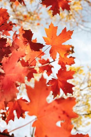 Autumn Wallpaper HD Hq