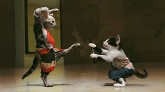 Karate Kittens Wallpaper