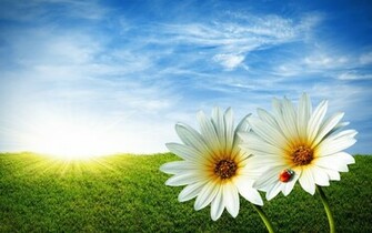 Flowers For Flower Lovers Background Desktop Wallpaper