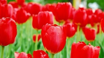 Red Tulips Wallpaper