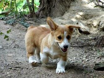 Welsh Corgi Lovely Wallpaper Pictures