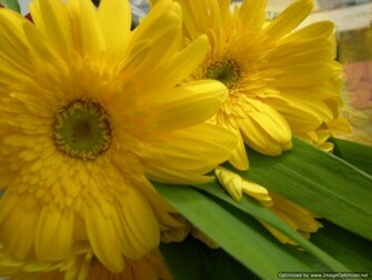 Beautiful Wallpaper Gerbera And Daisy Flower