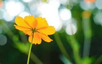 Cosmos Flower Wallpaper