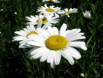 Wild Flower Wallpaper For Your Ing Pleasure