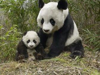 Wallpaper Panda Baby