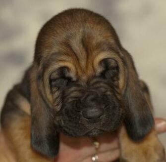 Bloodhound Puppy Sweetly Fell Asleep Wallpaper And Image
