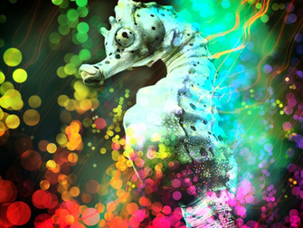 Seahorse Wallpaper By Black Oriel 13lackoriel
