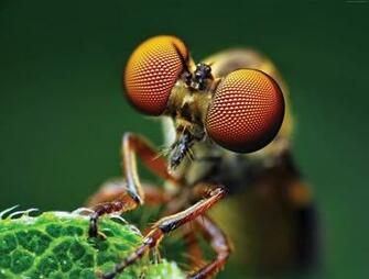Wallpaper Fly Eye Macro Animals